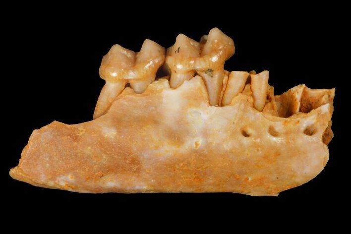 Eocene Primate (Necrolemur) Jaw Section - France #179974